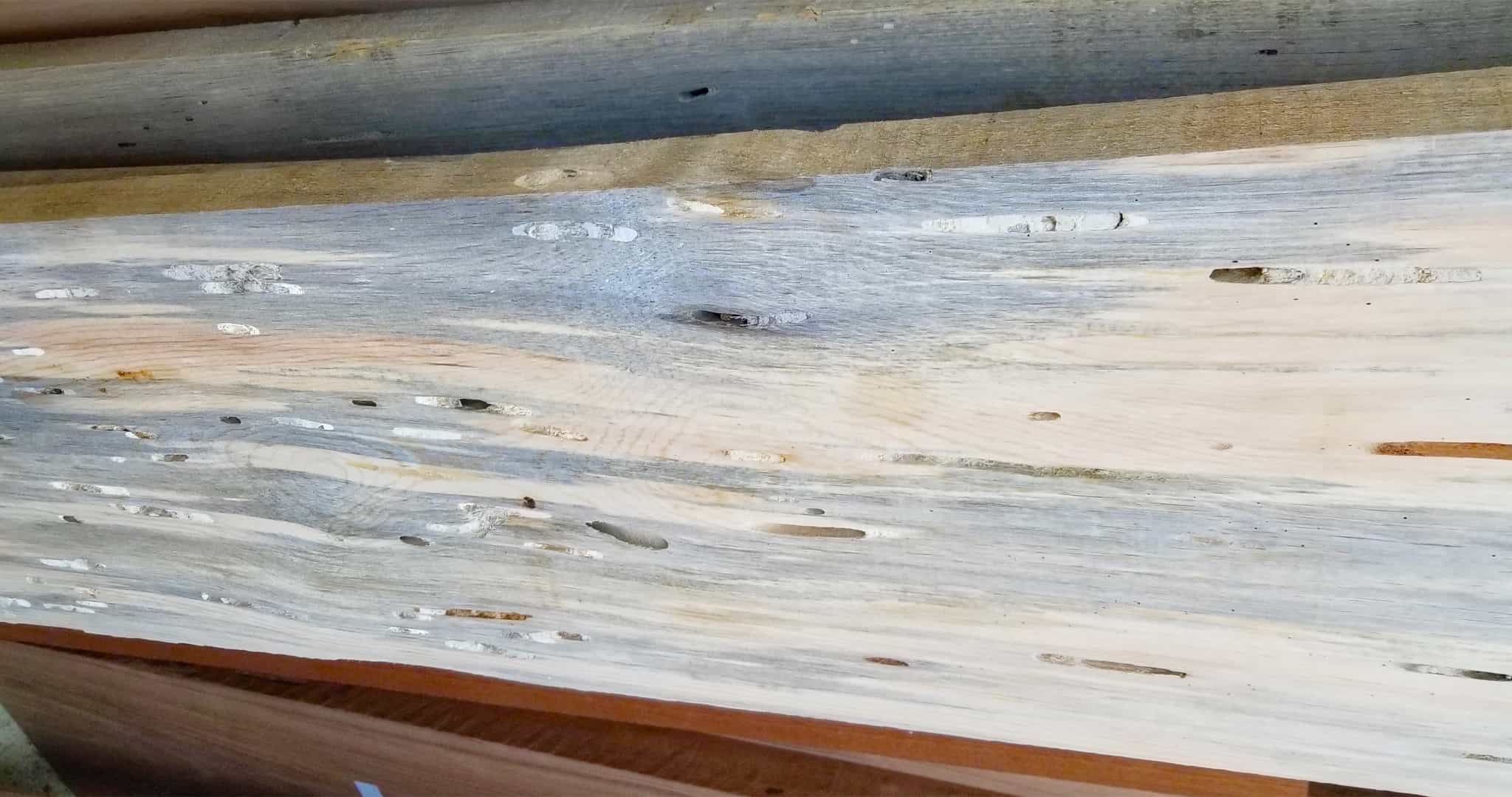 Beetle Kill Blue Stain Pine Metro Denver Northern Co