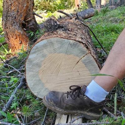 Blue stain pine log SW Colorado