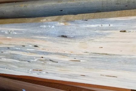 Beetle Kill Pine blue stain pine for sale